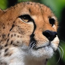 Схема вышивки «гепард»