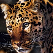 Схема вышивки «леопард»