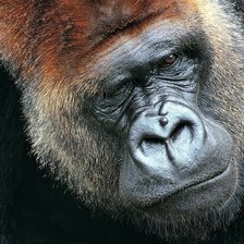 Схема вышивки «горилла»