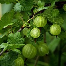 Схема вышивки «крыжовник2»