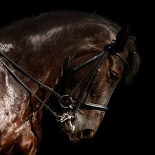 Схема вышивки «лошадь»