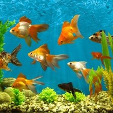 Аквариум