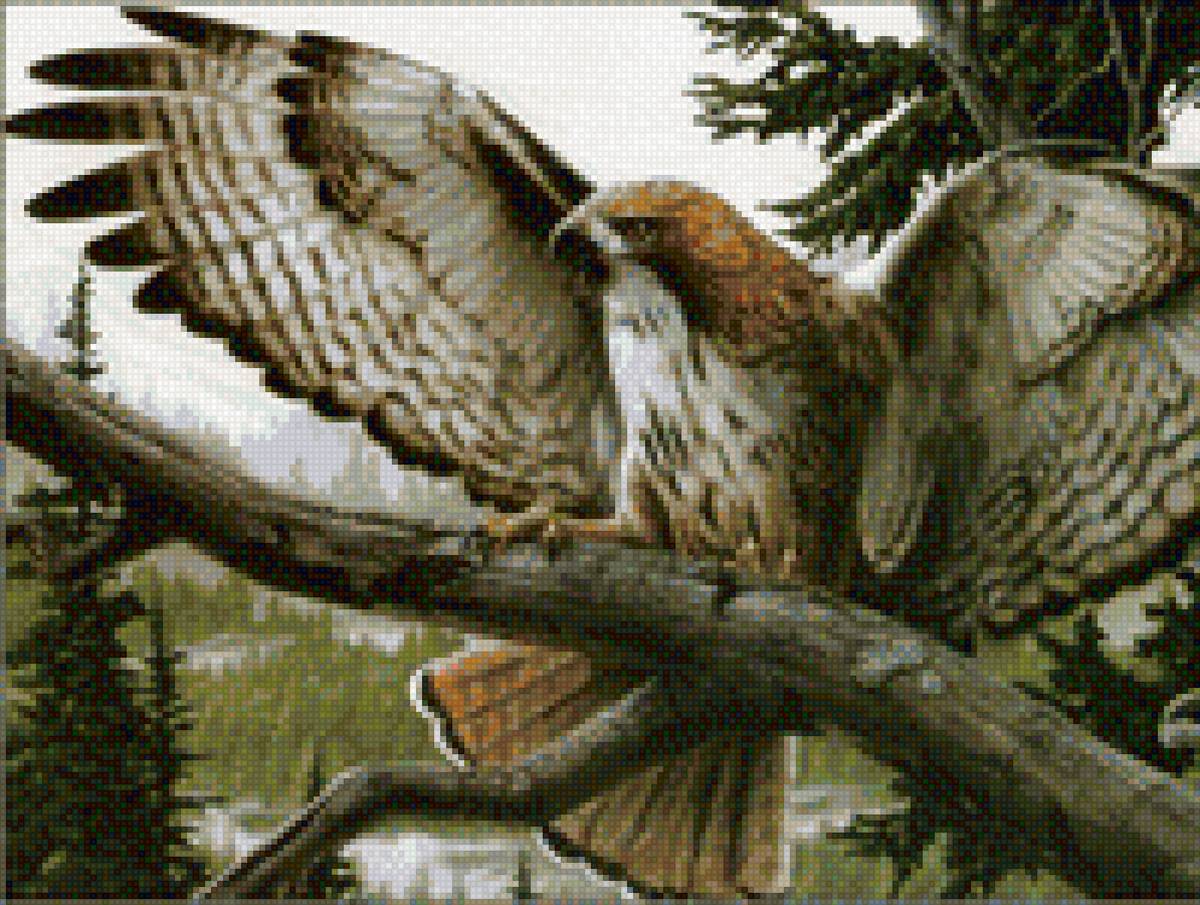 Сокол - птица, сокол, природа - предпросмотр