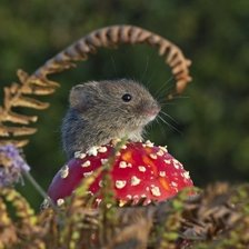 Схема вышивки «мышонок»