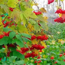 Схема вышивки «осень природа»