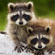 Схема вышивки «Еноты»