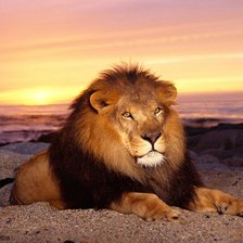 Схема вышивки «Царь зверей»