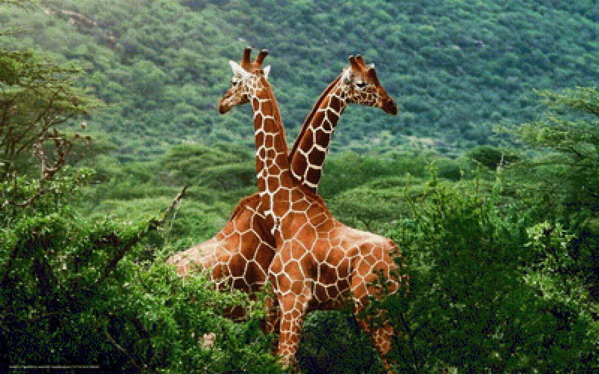 жираф - прирожа, жираф, животные - предпросмотр