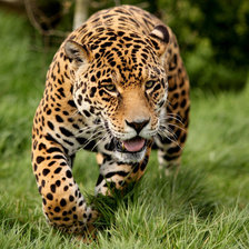 Схема вышивки «Леопард.»