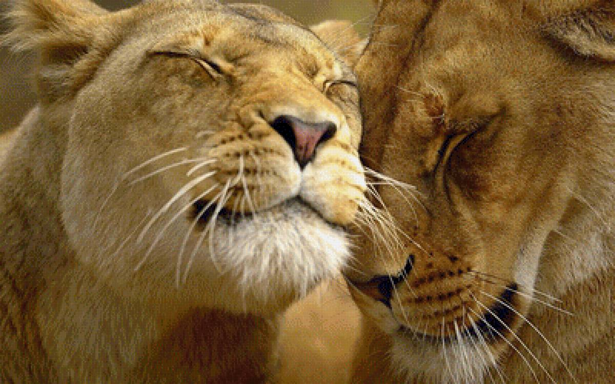 львы - животные, львы., хищники - предпросмотр