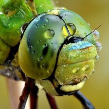 Схема вышивки «Стрекоза»