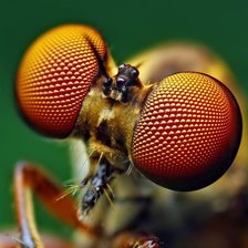 Схема вышивки «Стрекоза»