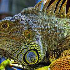 Схема вышивки «Хамелеон»