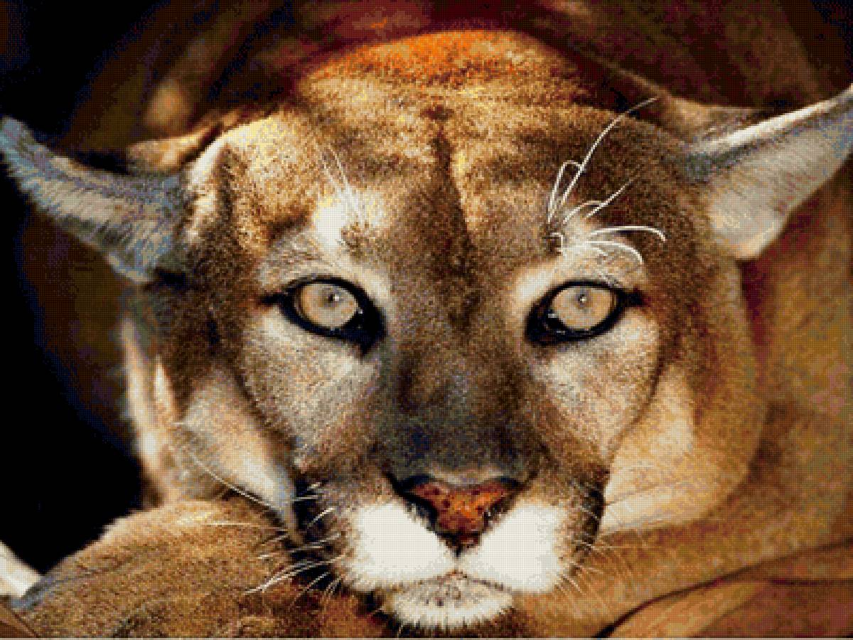 Пума - кошка, пума - предпросмотр