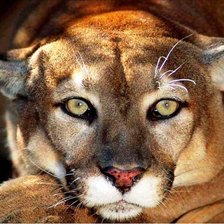 Схема вышивки «Пума»