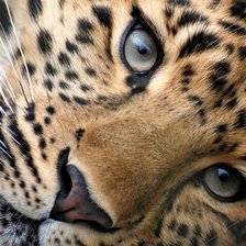 Схема вышивки «Леопард»