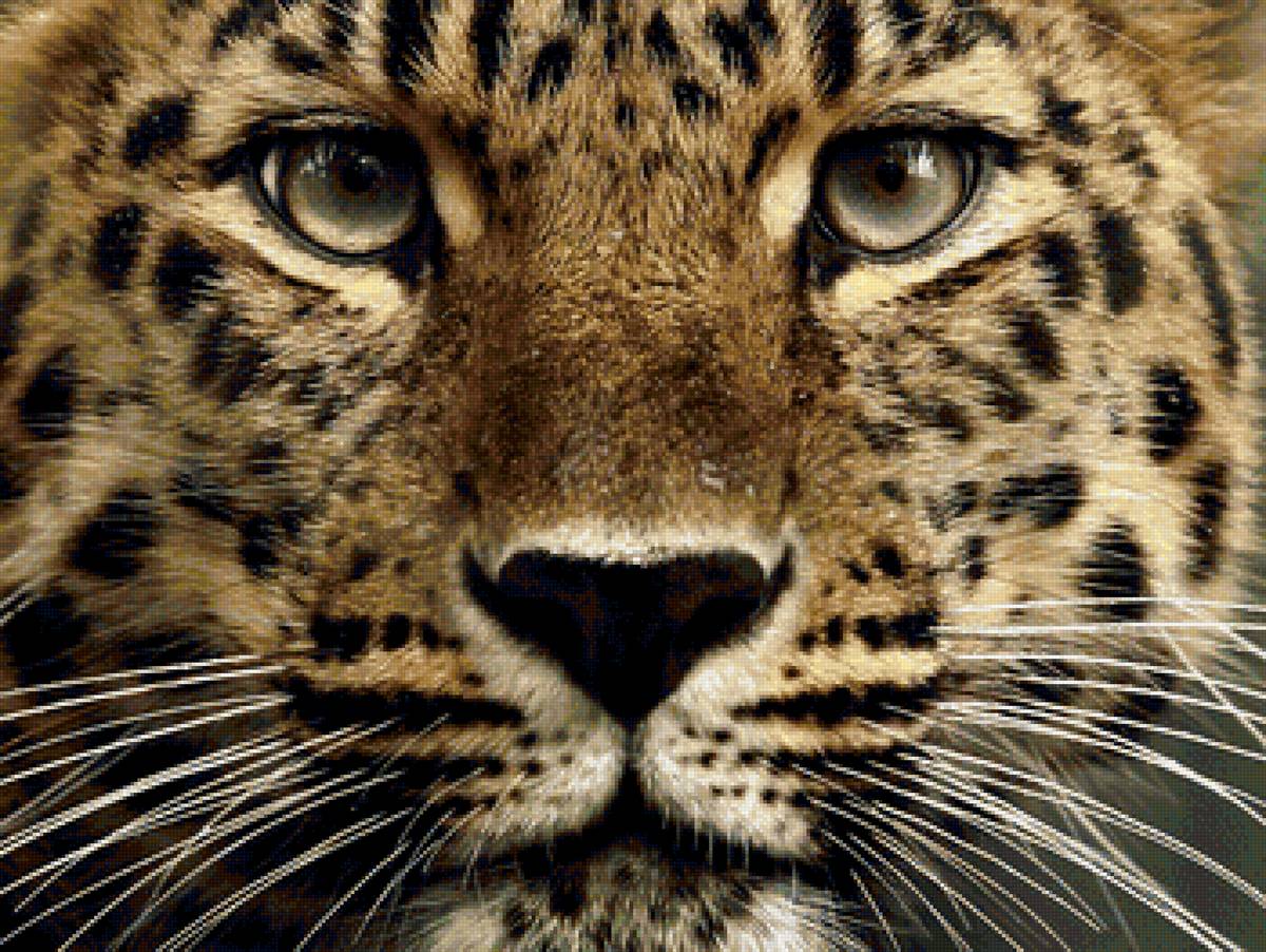 Леопард - кошка - предпросмотр