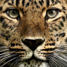 Схема вышивки «Леопард»