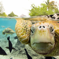 Схема вышивки «Под водой»