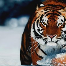 Схема вышивки «Тигр»