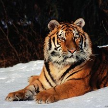 Схема вышивки «Тигр»