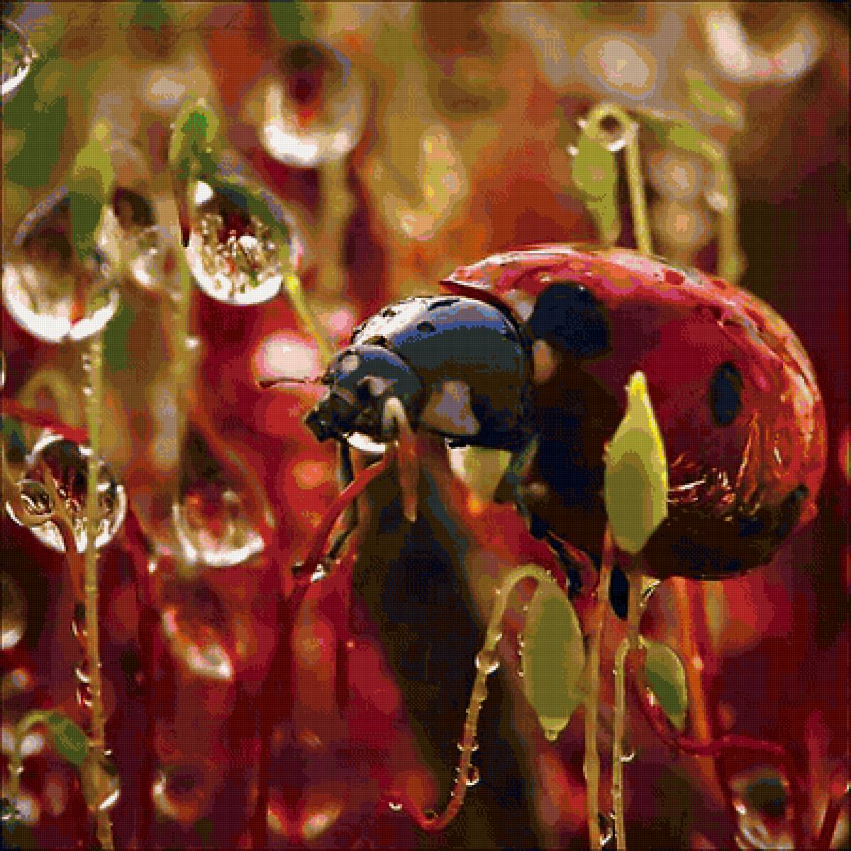 Божья коровка - предпросмотр