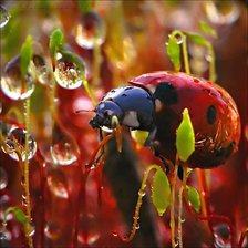 Схема вышивки «Божья коровка»