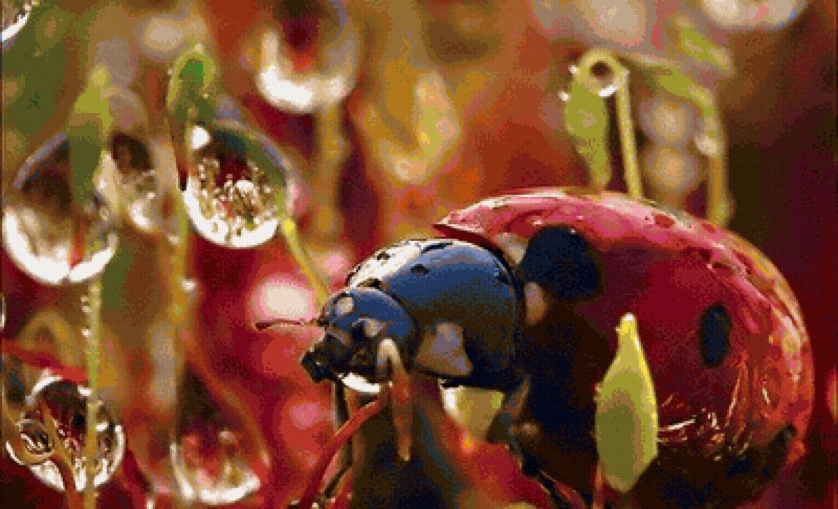 Божья коровка - предпросмотр