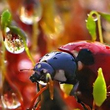 Схема вышивки «Божья коровка»