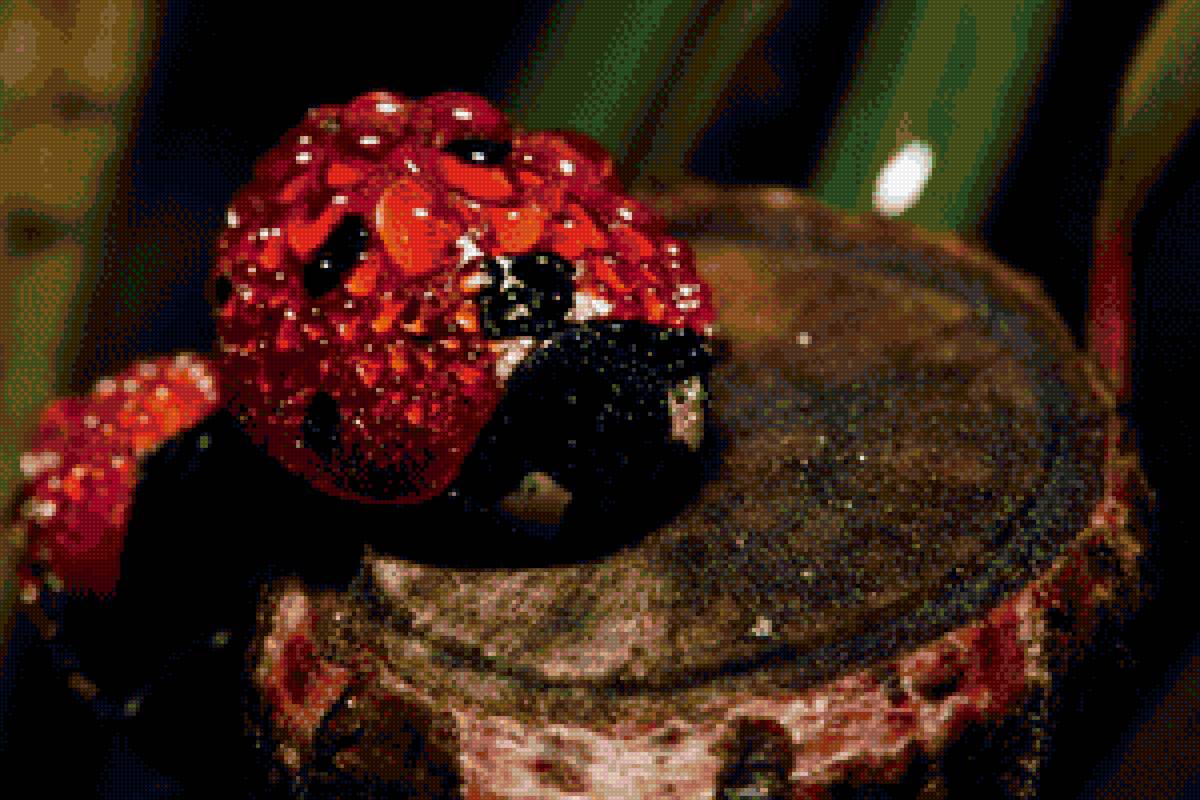 Божья коровка - предпросмотр