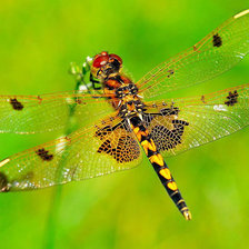 Схема вышивки «Стрекоза»