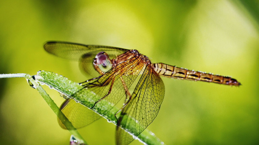 Стрекоза - оригинал