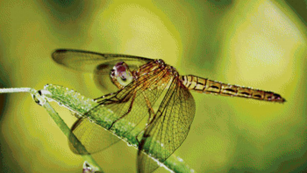 Стрекоза - предпросмотр