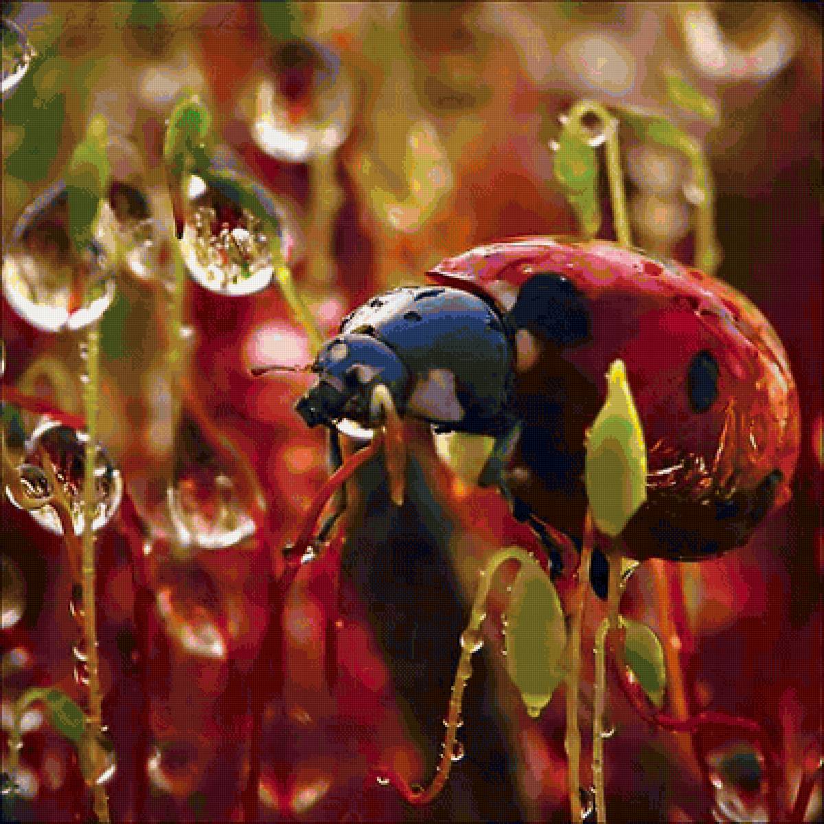 Божья коровка - природа, жук, насекомые - предпросмотр