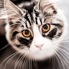 Схема вышивки «Киса»