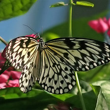 Схема вышивки «Бабочка»