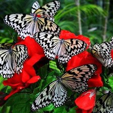 Схема вышивки «Бабочкм»