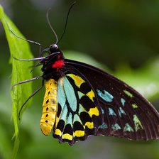 Схема вышивки «Бабочка»