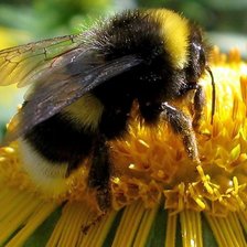 Схема вышивки «Пчелка»