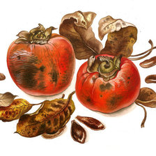 Схема вышивки «Хурма»