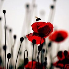 Схема вышивки «Маки»