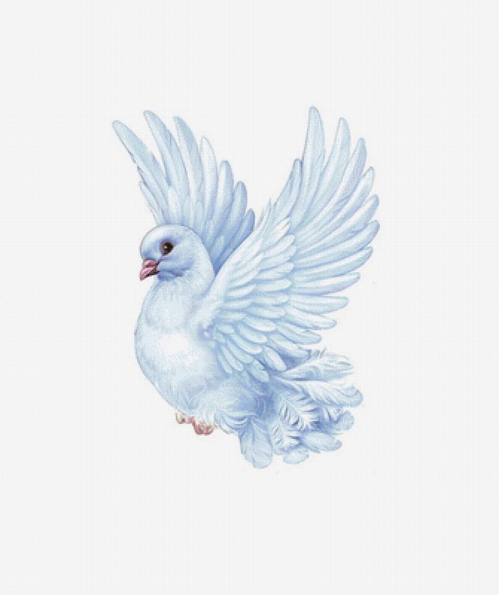 голубь - предпросмотр