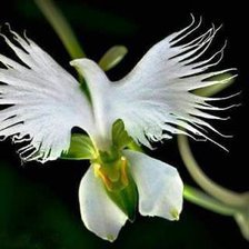 Схема вышивки «Орхидея»