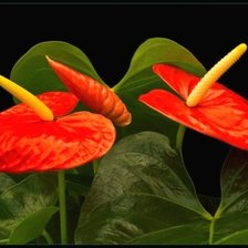 Схема вышивки «5»