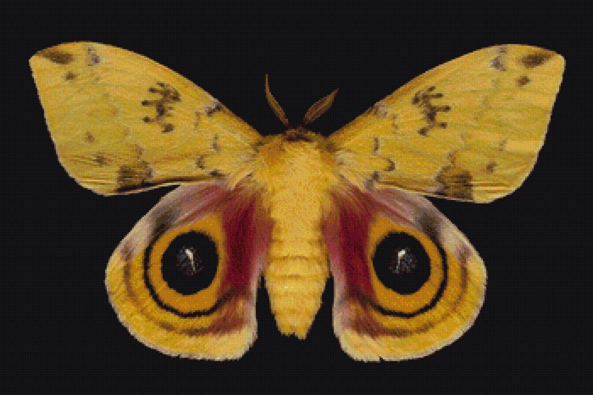 бабочка 1 - бабочки - предпросмотр