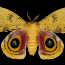 Схема вышивки «бабочка 1»