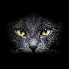 кошка в ночи 2