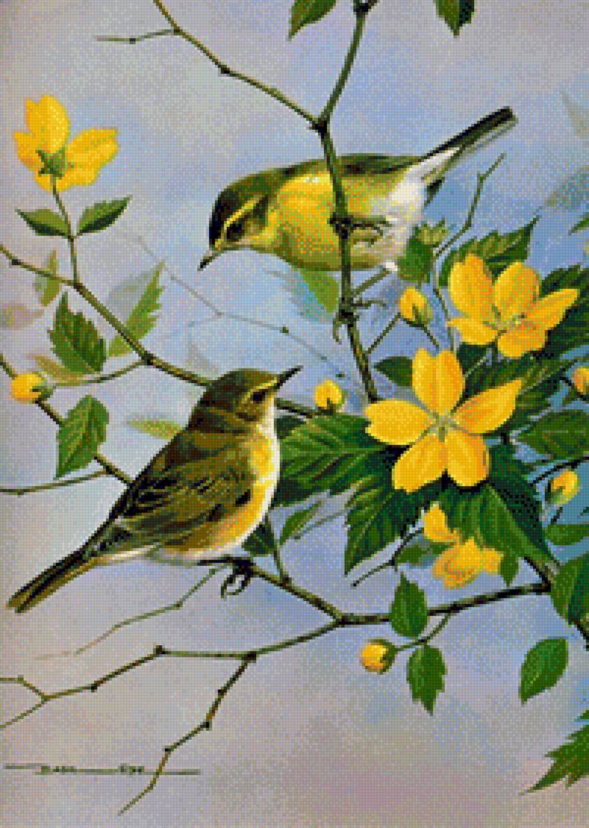 Quynh - chim - предпросмотр