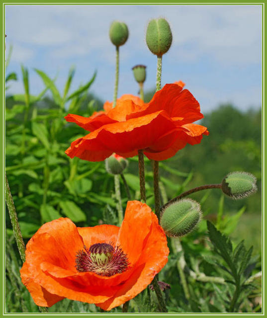 Алые маки - цветы, картина, природа - оригинал