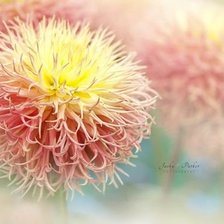 Схема вышивки «Георгины»